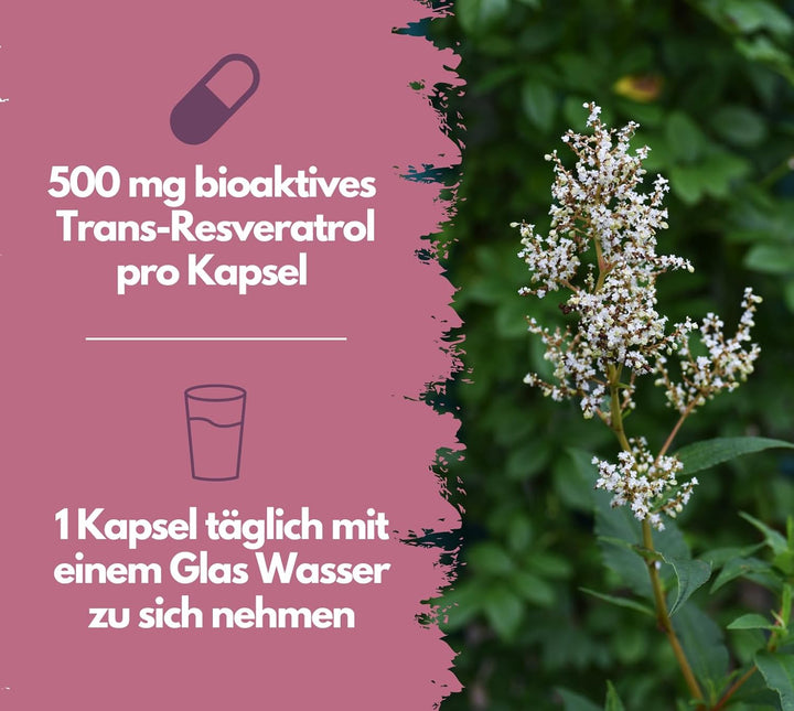 Resveratrol Kapseln, 500mg pro Kapsel, vegan von EXVital