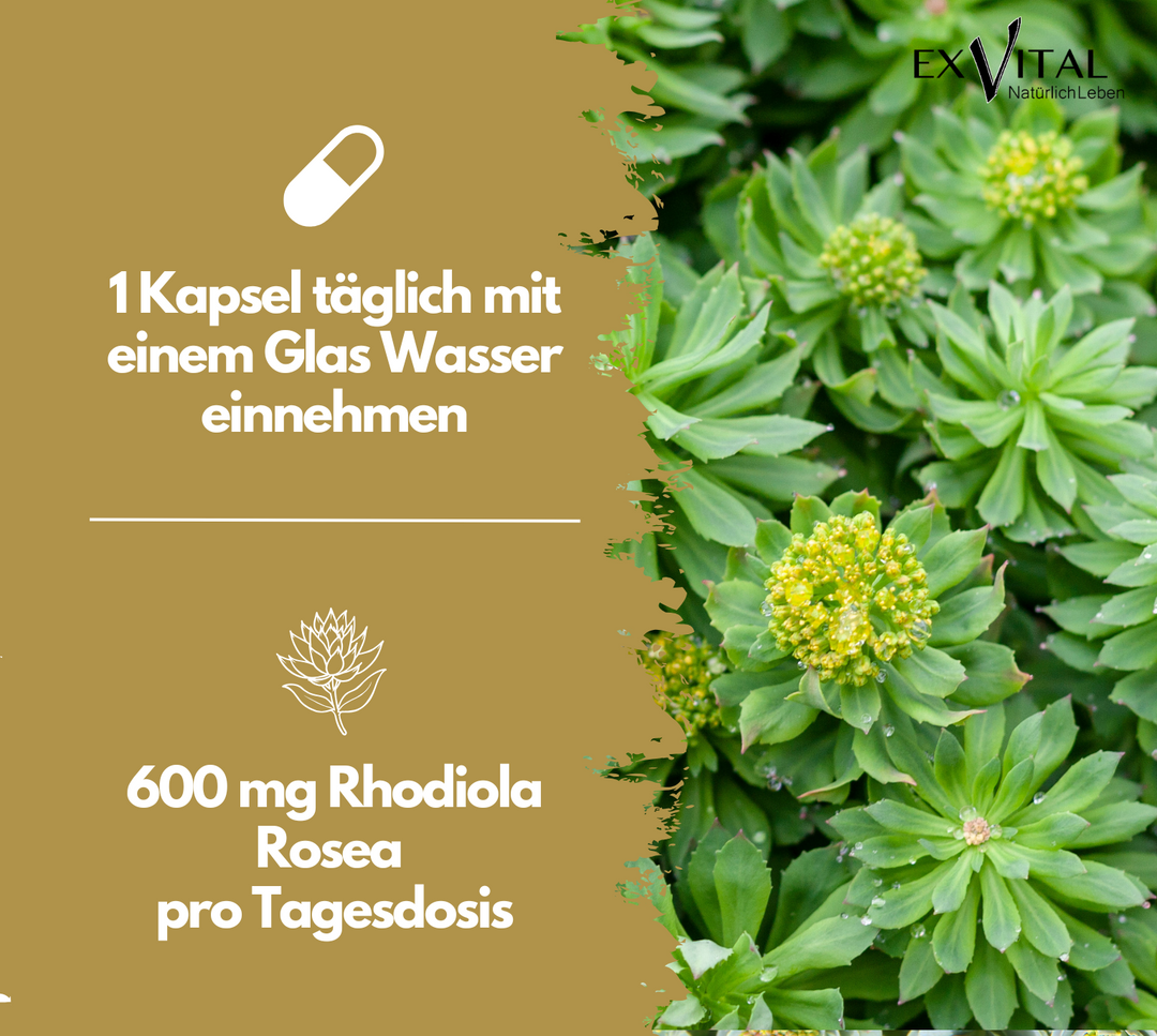 Rhodiola Rosea, hochdosiert 6000mg Tagesdosis, 180 vegane Kapseln von EXVital